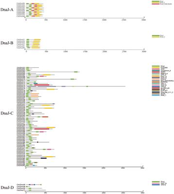 Genome-wide identification of DnaJ gene family in Catalpa bungei and functional analysis of CbuDnaJ49 in leaf color formation